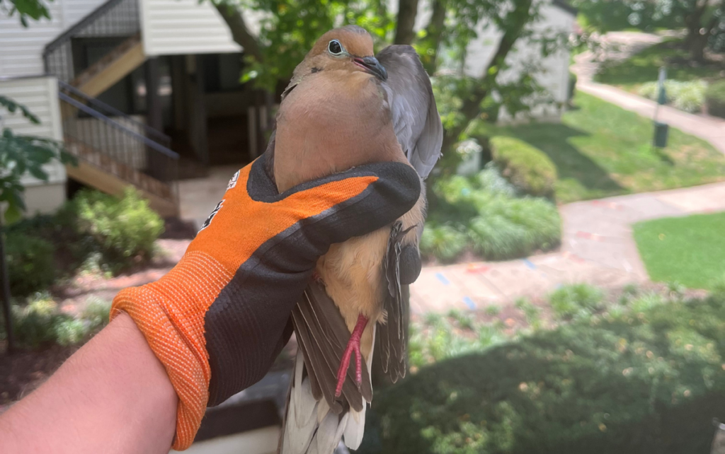 Wildlife Technician Holding Rescued Mourning Dove in Protective Work Glove A wildlife specialist wearing an orange and black work glove safely holding a rescued mourning dove outdoors