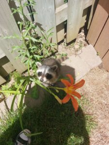 Young Raccoon Looking Up Near Garden Fence and Orange Lily A small baby raccoon sitting in a backyard garden beneath an orange tiger lily and wooden fence looking up at the camera