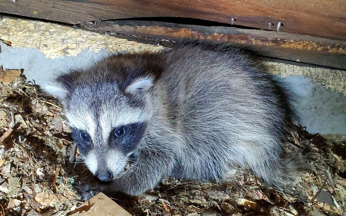 A small raccoon curled up in an attic corner amidst wood shavings and insulation debris