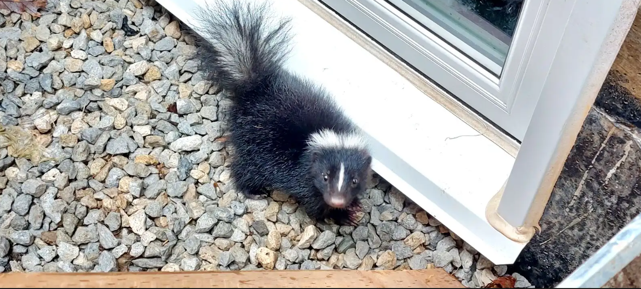 A small baby striped skunk standing on gravel rocks next to a basement window frame