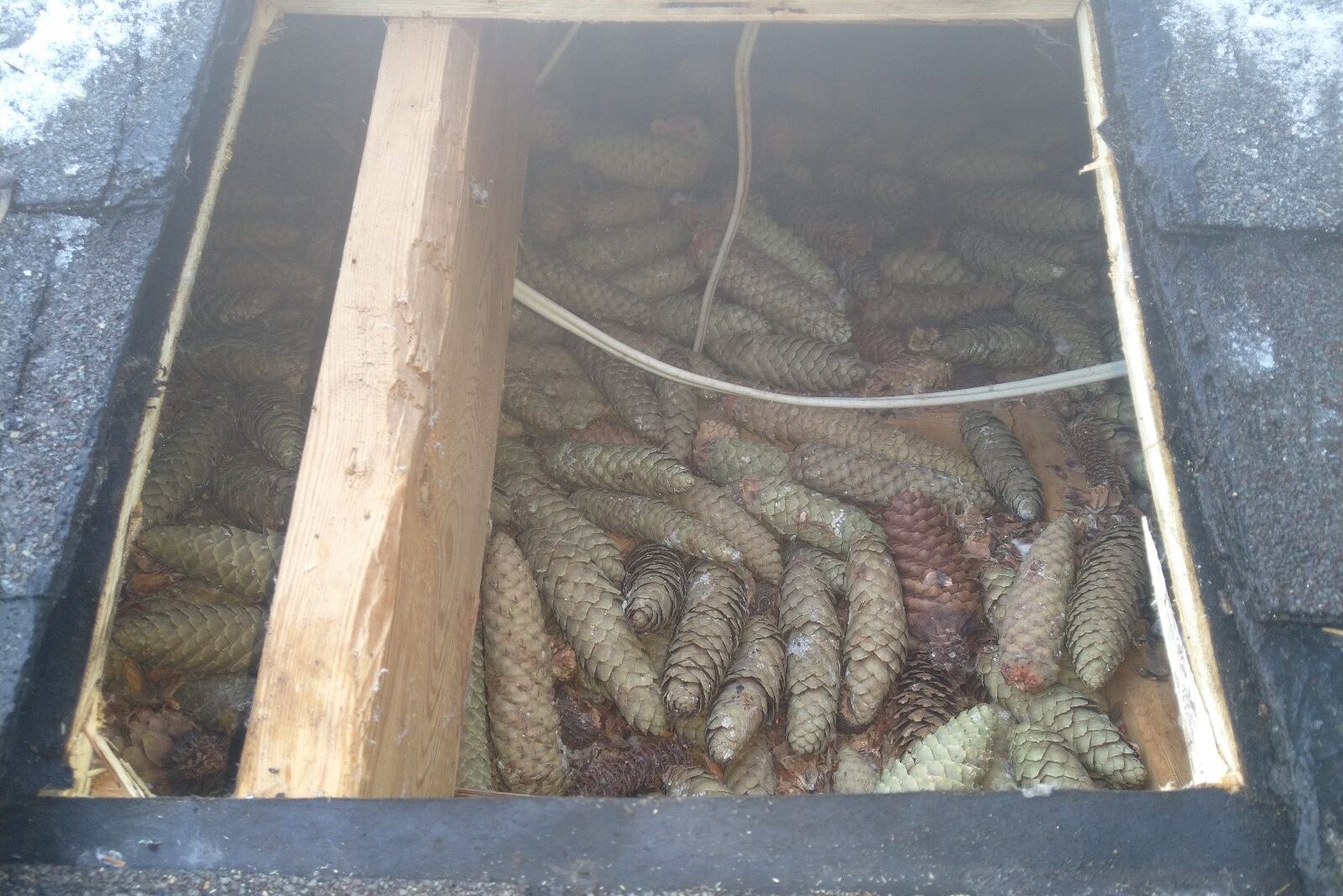 Looking into an open rectangular cut in an asphalt shingle roof filled completely with cached spruce pine cones stored by red squirrels
