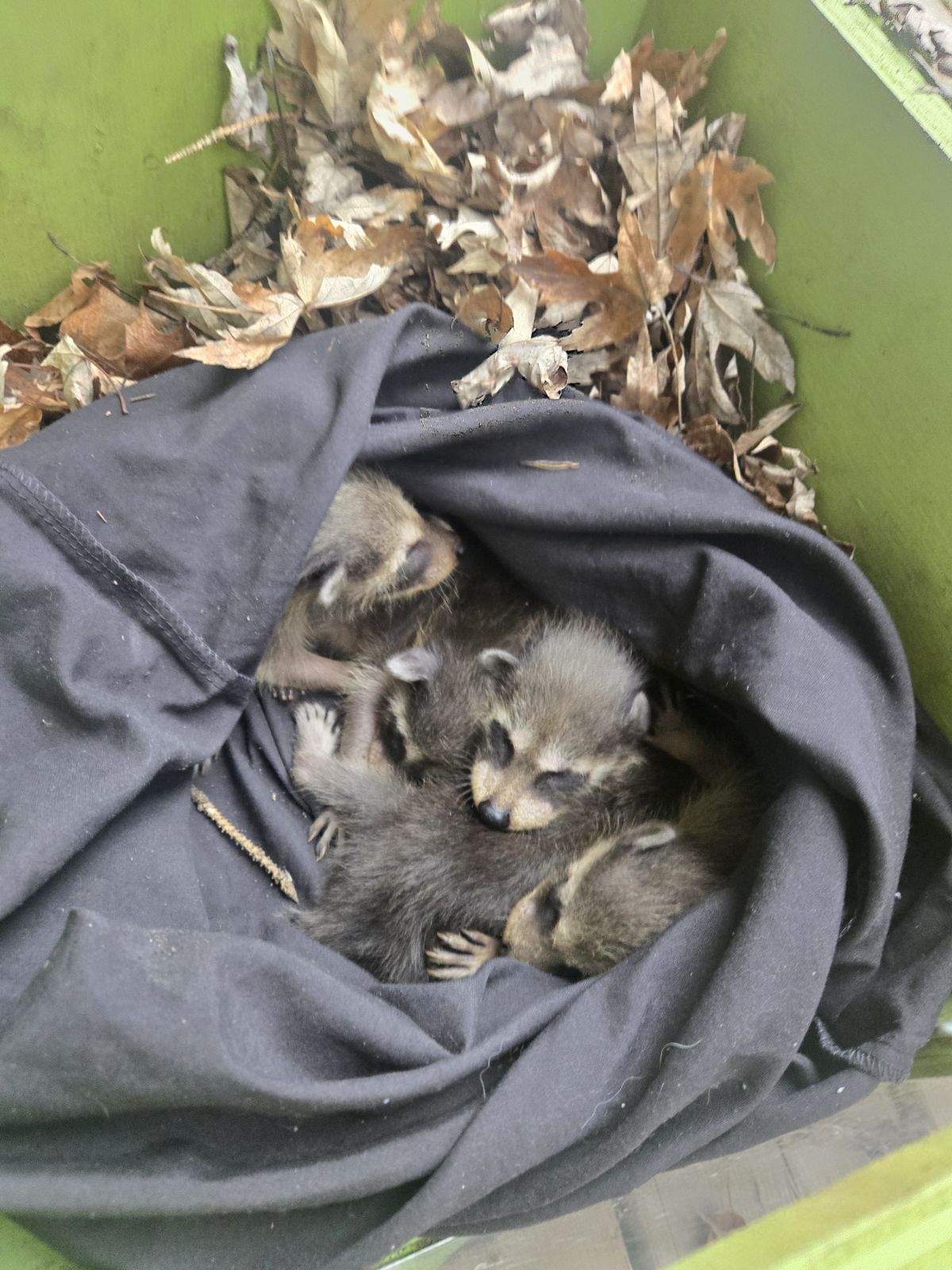 Baby raccoons nestled together in a cloth-lined wildlife reunion box