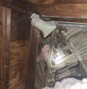A cluster of brown bats roosting against a wire mesh screen inside a dark attic gable vent