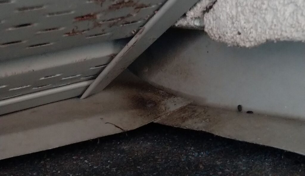 Bat Rub Marks and Droppings Along Exterior Soffit Intersection Grease stains and droppings at the junction between a perforated vinyl soffit and roof trim indicating a bat entry point