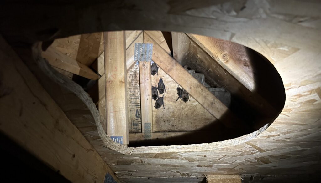 Bats Roosting on Wooden Truss Plywood Inside Attic Roof Void Flashlight view through an oval hole cut in attic OSB sub-roofing showing several bats clinging to wooden trusses