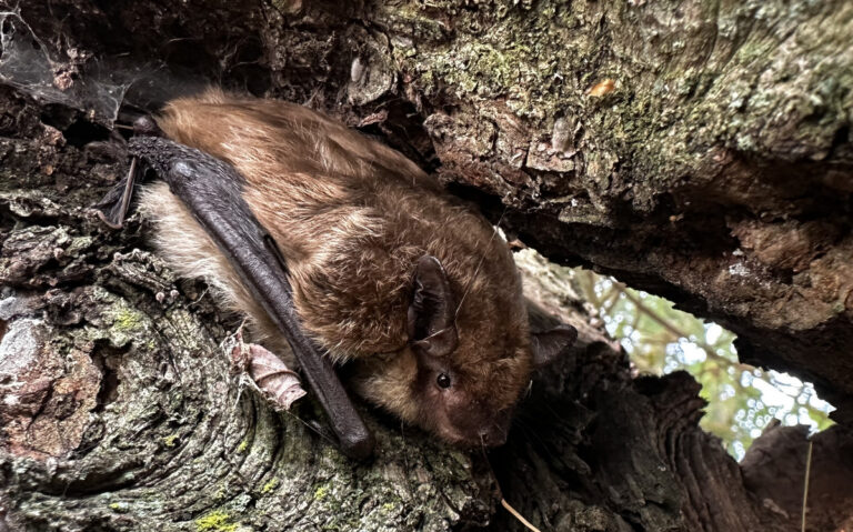 A brown bat wedged securely into the deep furrowed bark crevice of a hollow tree trunk