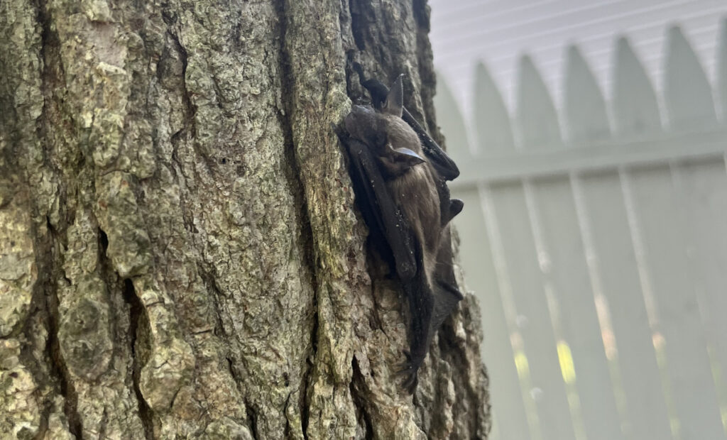 Brown Bat Clinging to Vertical Tree Bark in Backyard A small brown bat clinging vertically to the furrowed bark of a tree trunk with a white fence in the background