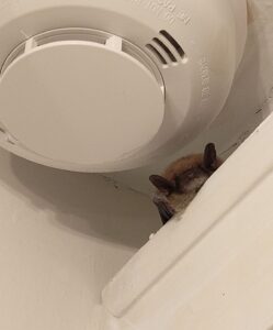 A small brown bat perched in a ceiling crevice adjacent to a white circular smoke detector