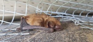 A small brown bat resting flat on concrete beneath curved galvanized wire exclusion mesh