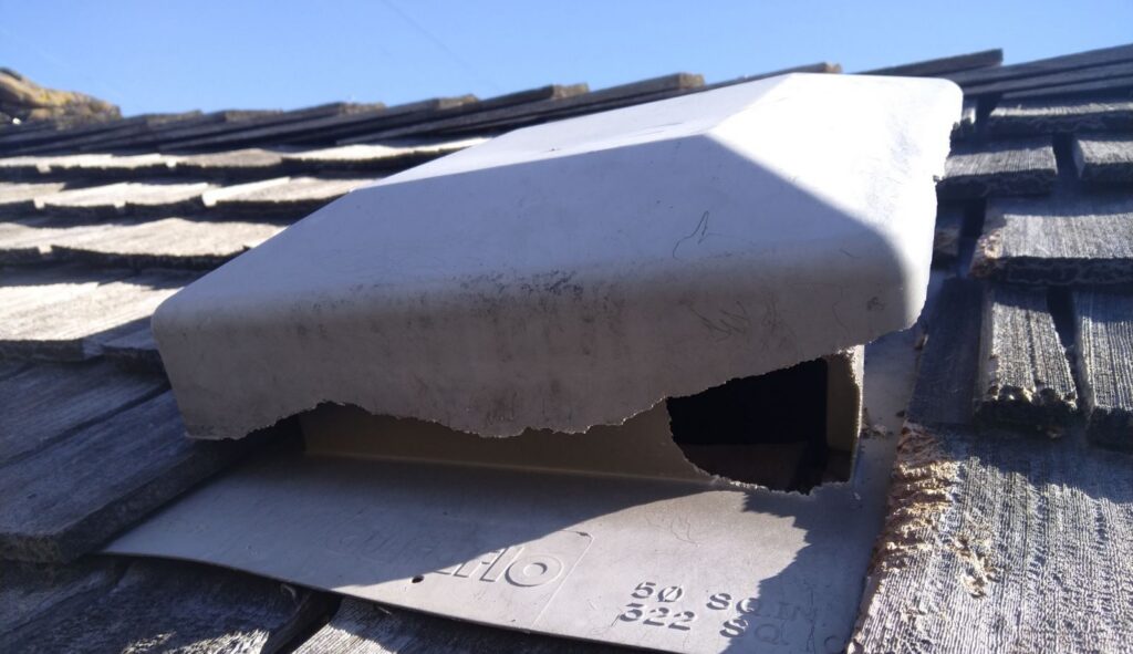 Chewed Plastic Roof Vent Hood on Weathered Cedar Shingle Roof A plastic attic roof exhaust vent with heavy rodent chew damage along the hood edge on a cedar shake roof
