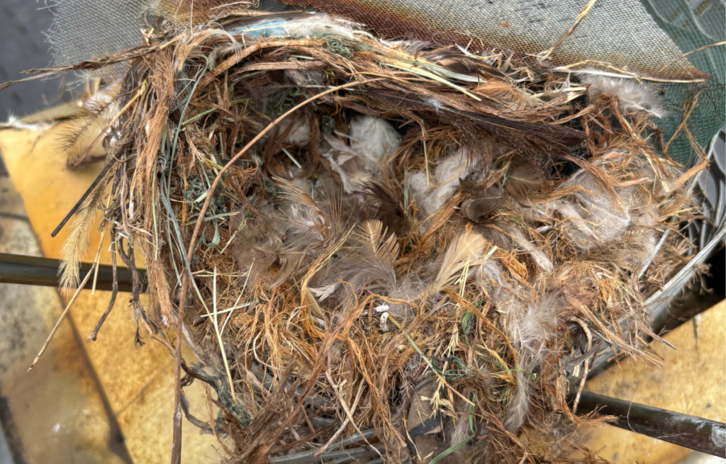 A dense bird nest composed of dry twigs, straw, and soft feathers built inside a chimney mesh vent cap