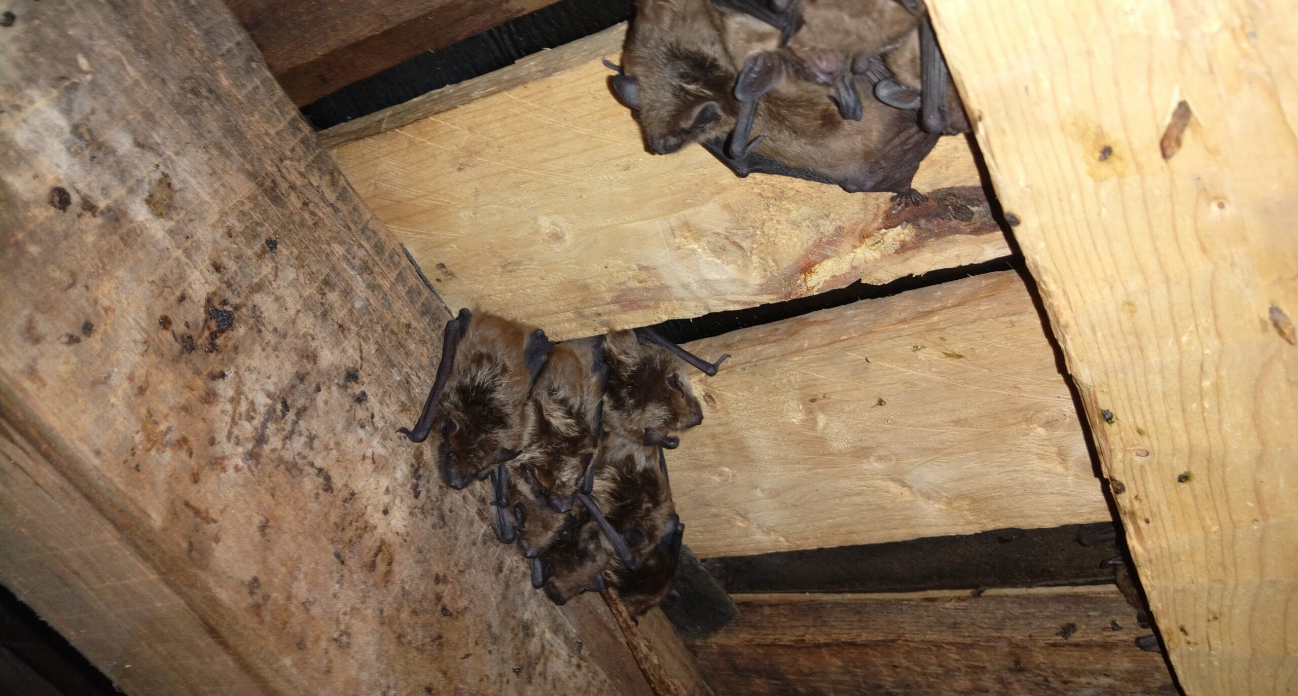 Multiple clusters of brown bats clinging upside down to wooden attic rafters and roof boards