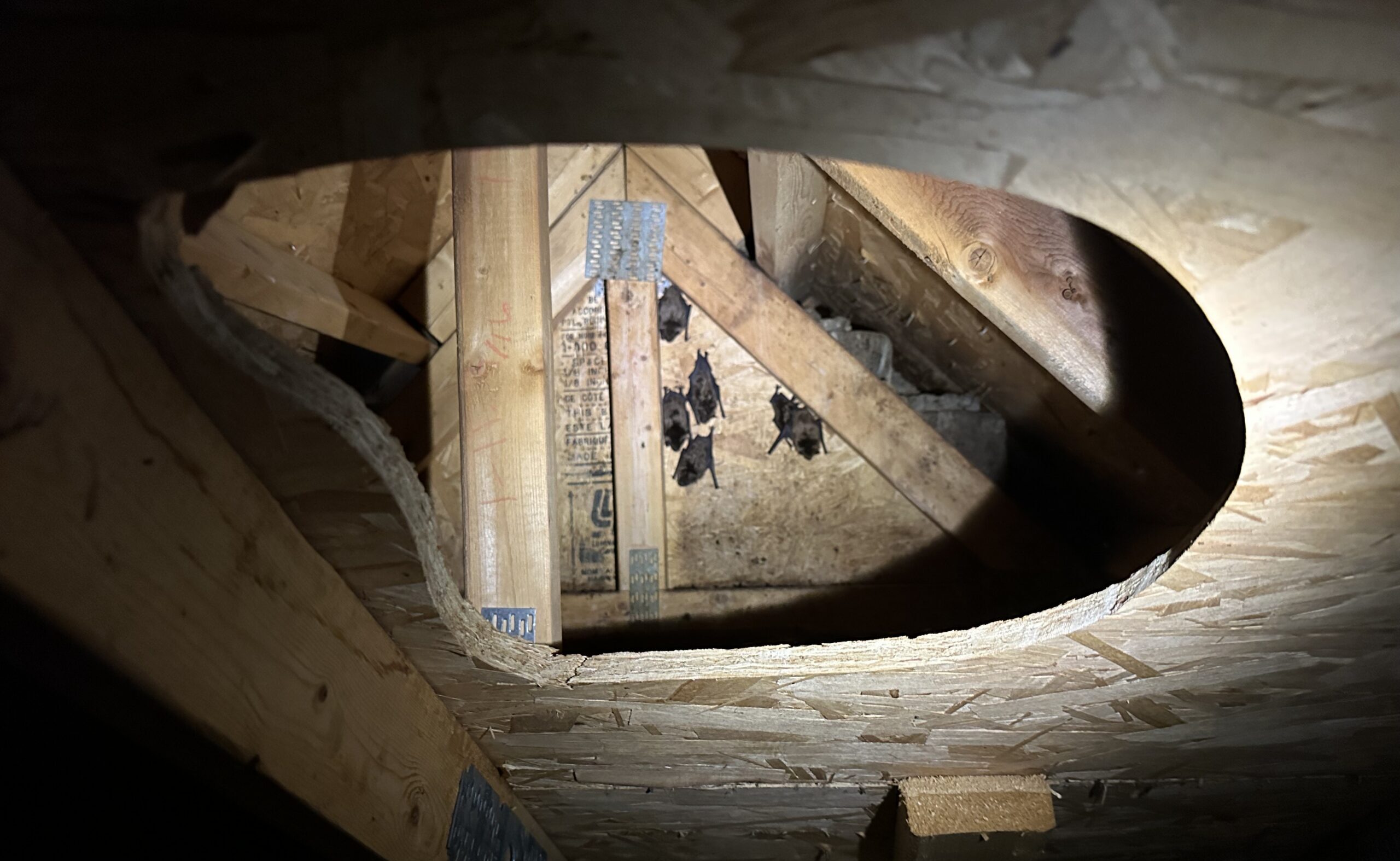 A small cluster of brown bats hanging upside down on oriented strand board within an attic roof truss system viewed through an opening