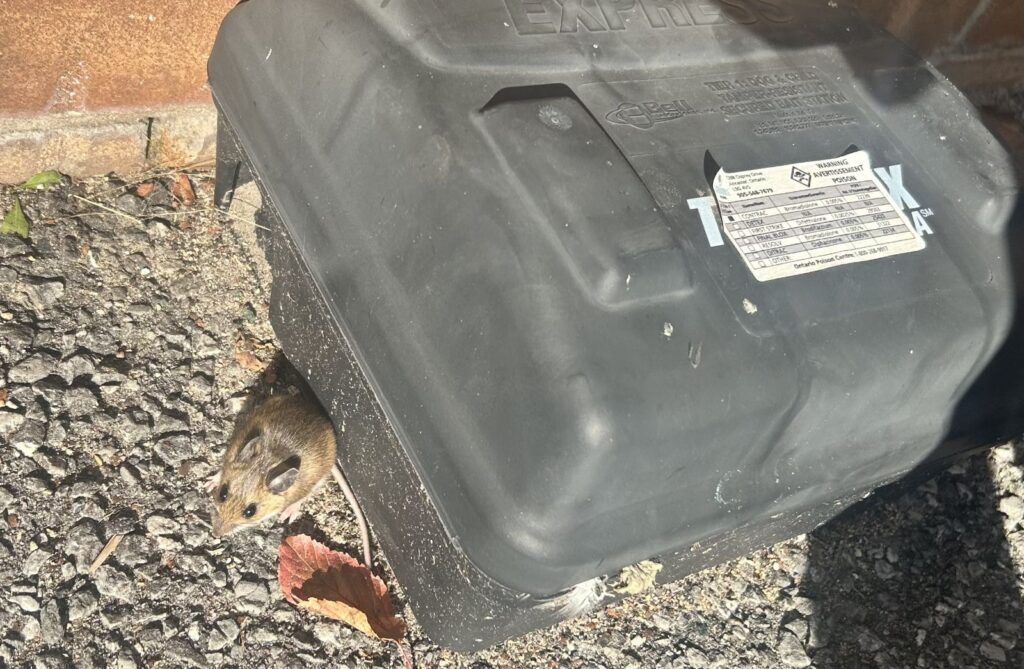 A small deer mouse hiding underneath a black plastic tamper-resistant bait station along a brick wall