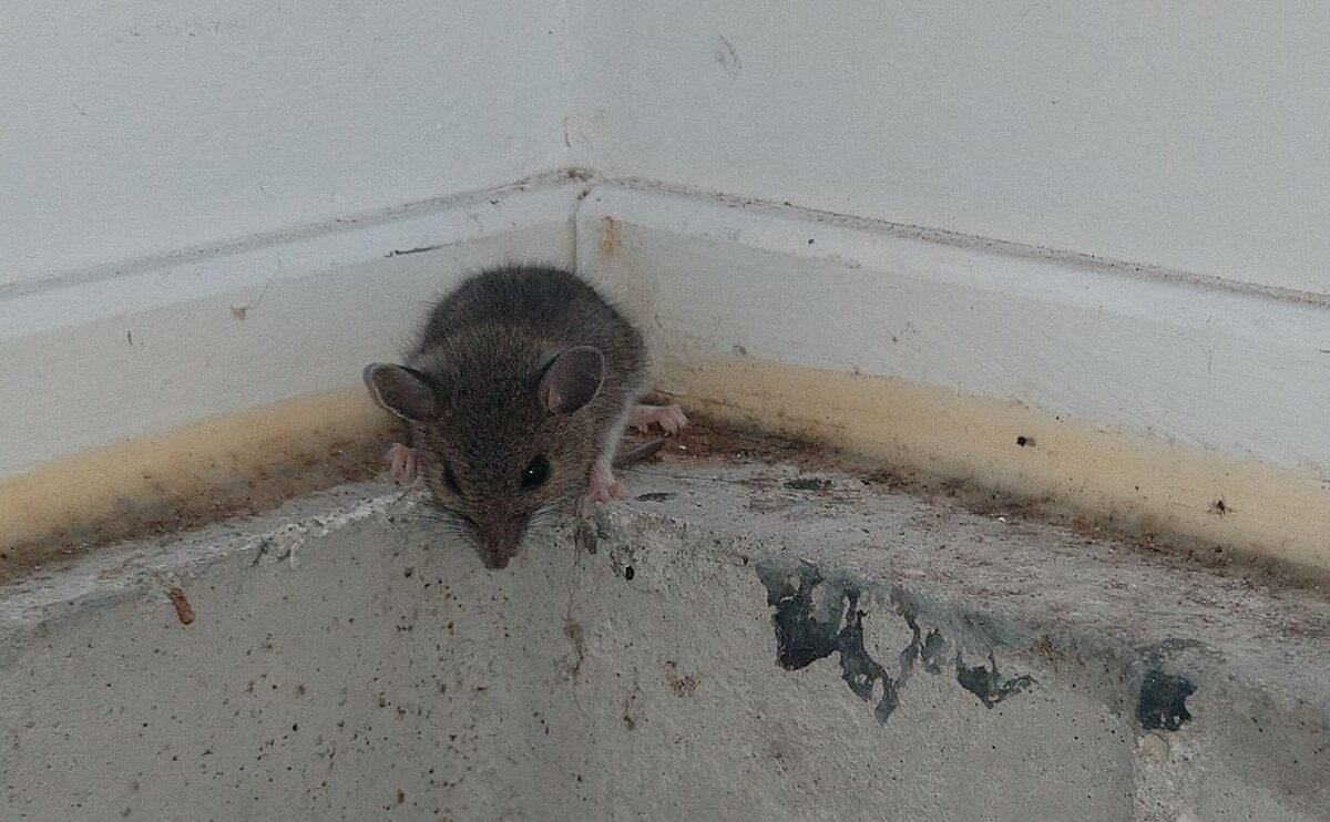 A small brown deer mouse sitting on the concrete foundation ledge against a white interior wall corner