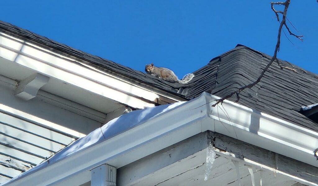 Eastern Gray Squirrel Perched on Steep Roof Shingles Above Soffit A gray squirrel resting on a dark shingle roof peak directly above white painted eaves, gutters, and hanging icicles
