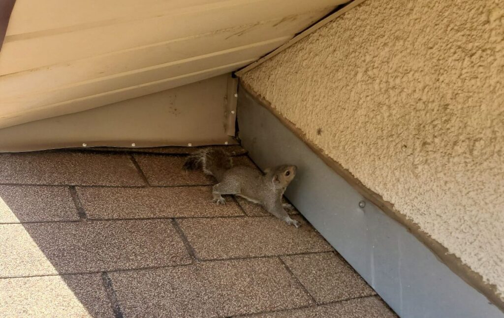 An Eastern grey squirrel crouched on brown roof shingles beneath an overhanging soffit and stucco exterior wall