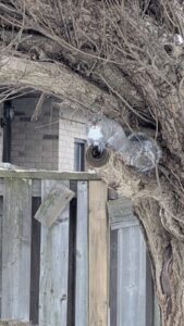 A grey squirrel sitting on a cut tree limb overhanging a wooden fence next to a brick house