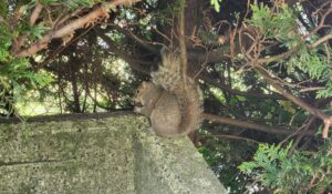 An eastern grey squirrel sitting on a weathered concrete wall surrounded by dense evergreen tree branches