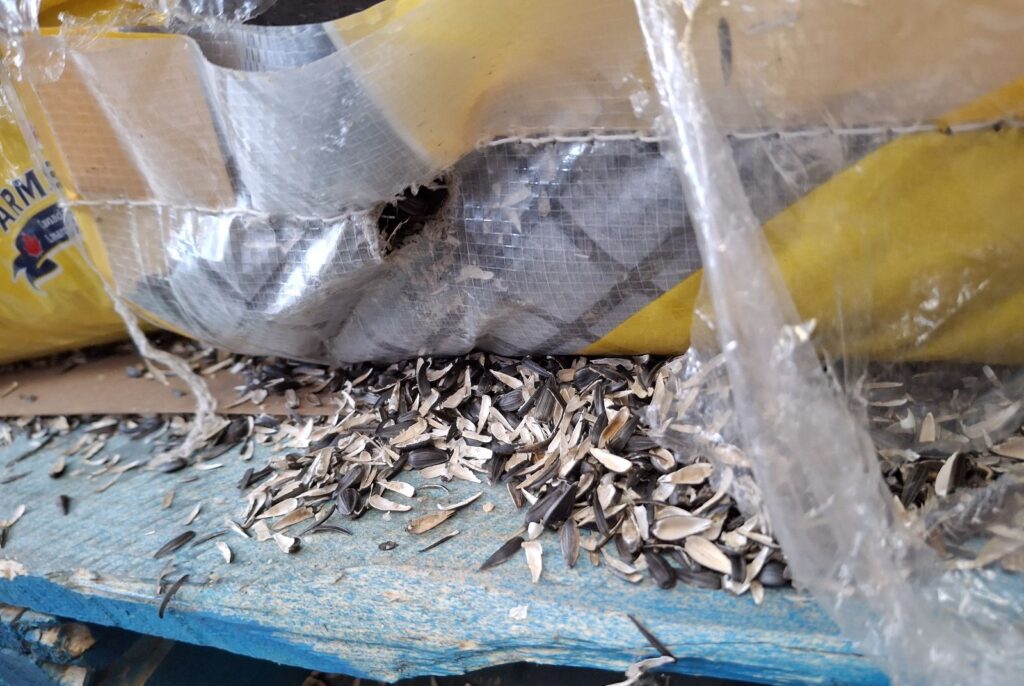Gnawed Feed Bag with Discarded Sunflower Seed Shells on Wooden Pallet