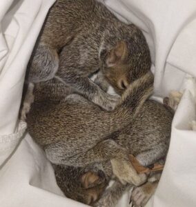 A bundle of young baby squirrels curled together asleep inside a soft white fabric bag