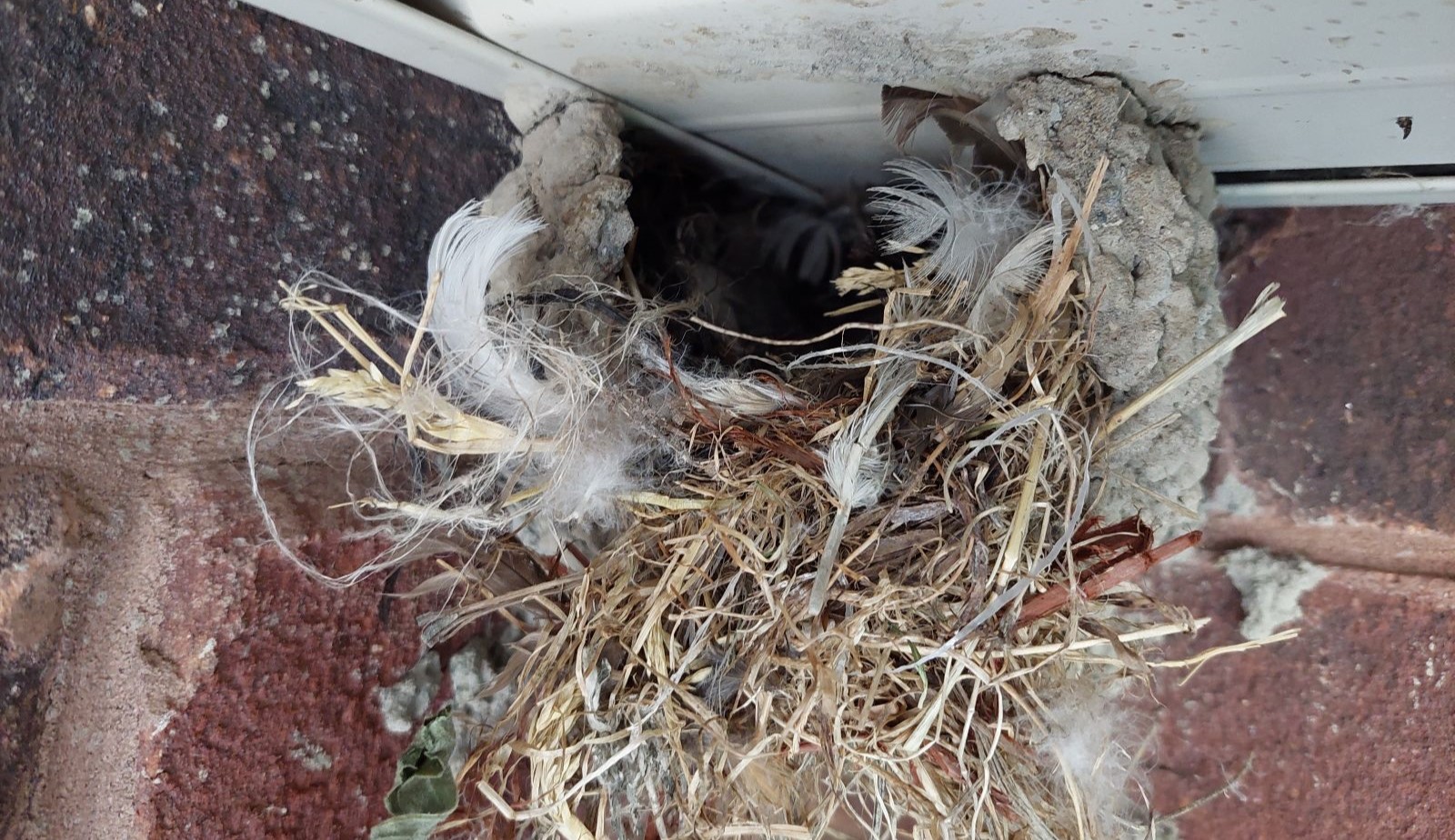 A bird nest constructed of mud pellets, dry straw, and feathers tucked into the corner between brick wall and exterior soffit trim