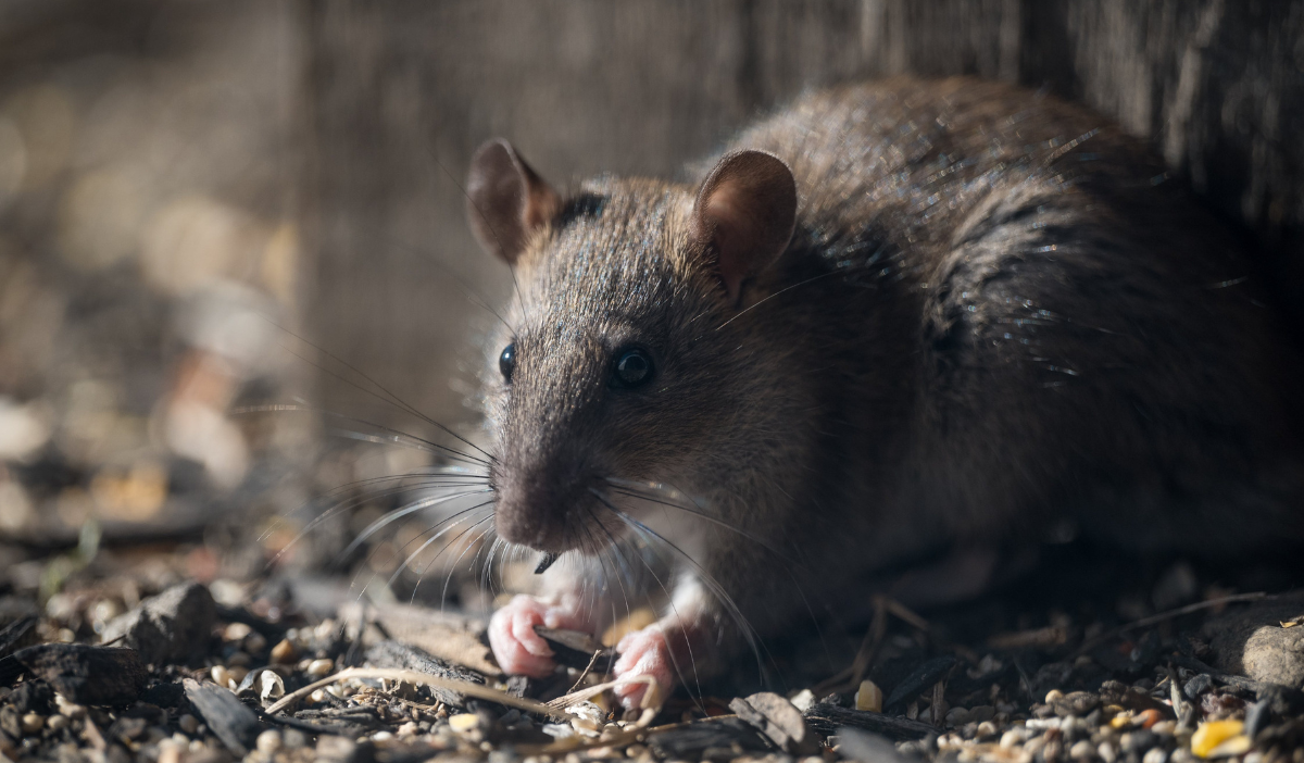 A brown Norway rat crouched on gravel and seed husks beside a rustic vertical wooden beam