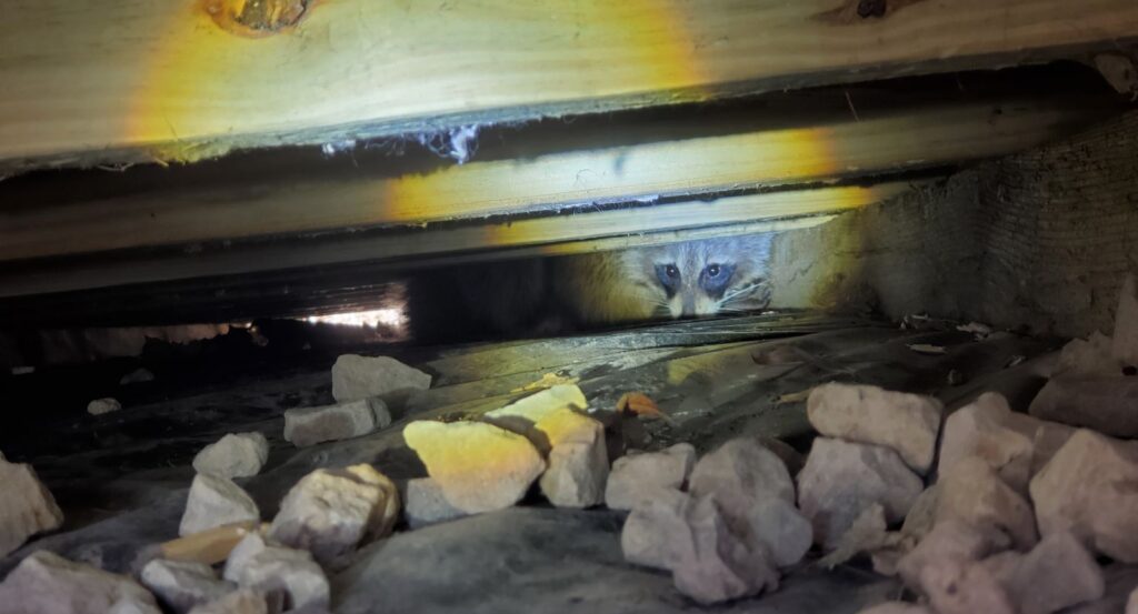 Raccoon Hiding in Crawl Space Underneath Deck Joists A raccoon peering through a low crawl space gap beneath wooden joists illuminated by flashlight