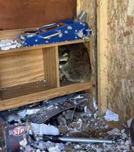 A raccoon curled up inside a wooden shelf compartment surrounded by tools, a blue floor jack, and shredded insulation debris
