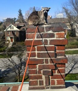 Raccoon Perched on Top of Residential Red Brick Chimney A wild raccoon standing atop a tall red brick chimney overlooking a residential neighborhood under a clear blue sky