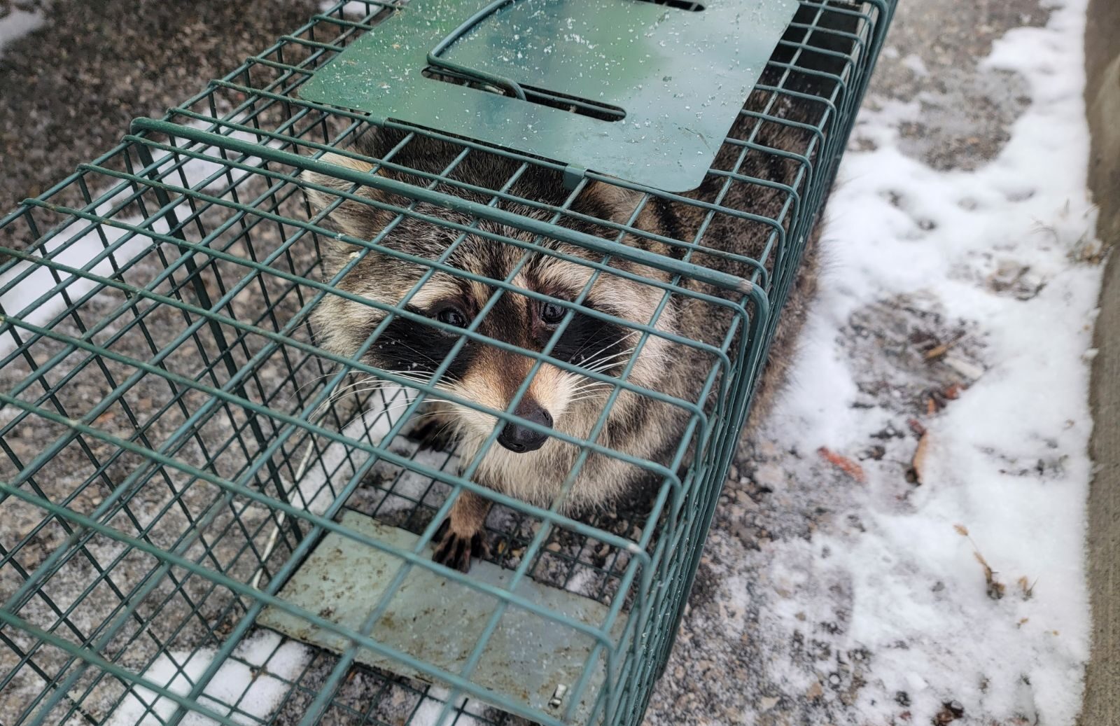 A wild raccoon looking out from inside a green wire mesh live release trap outdoors on snow-covered ground
