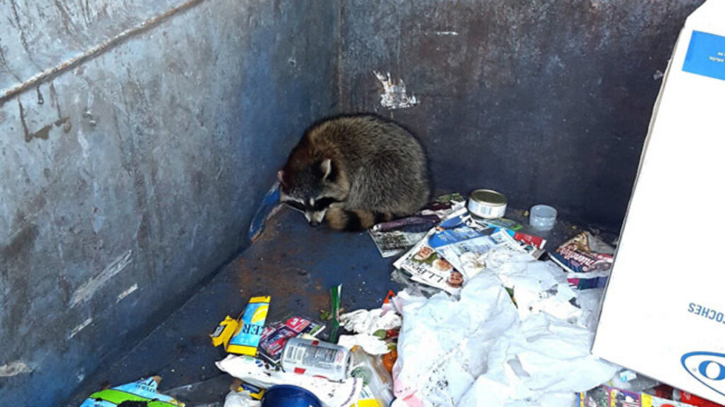 A raccoon huddled in the corner of an empty commercial dumpster surrounded by scattered trash
