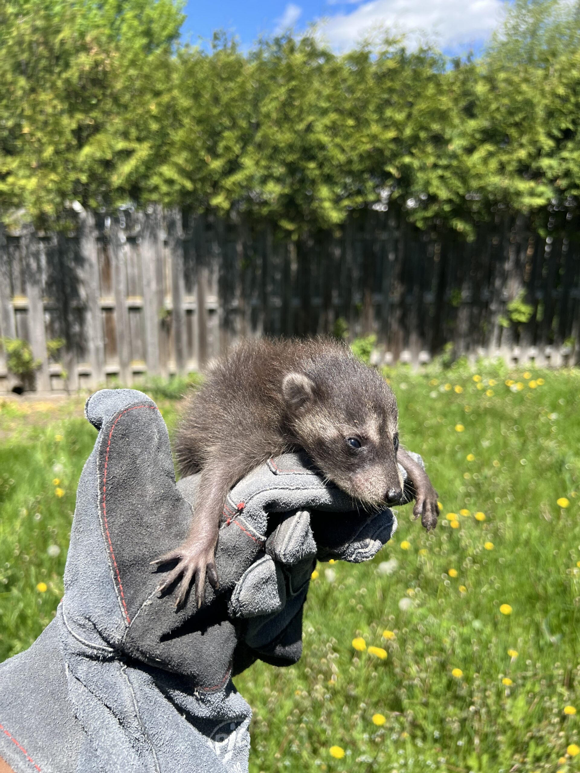 Baby raccoon supported in a technician’s protective gloved hand outdoors