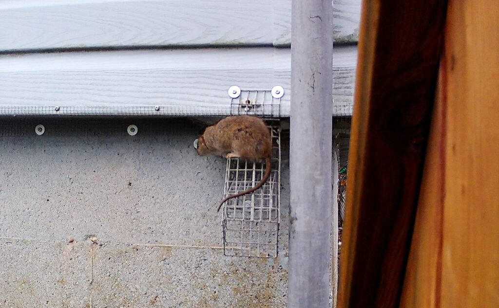 Rat Perched on One Way Wire Exclusion Door at Foundation Siding A brown rat standing on top of a wire mesh one-way exit door mounted against an exterior foundation wall below siding