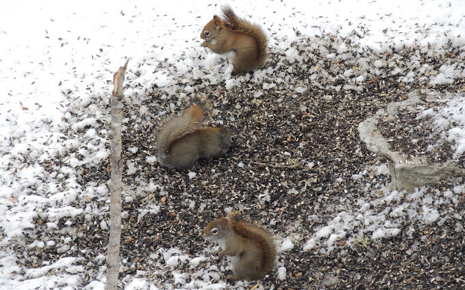 Three American red squirrels eating spilled black sunflower bird seed scattered across snow-covered ground