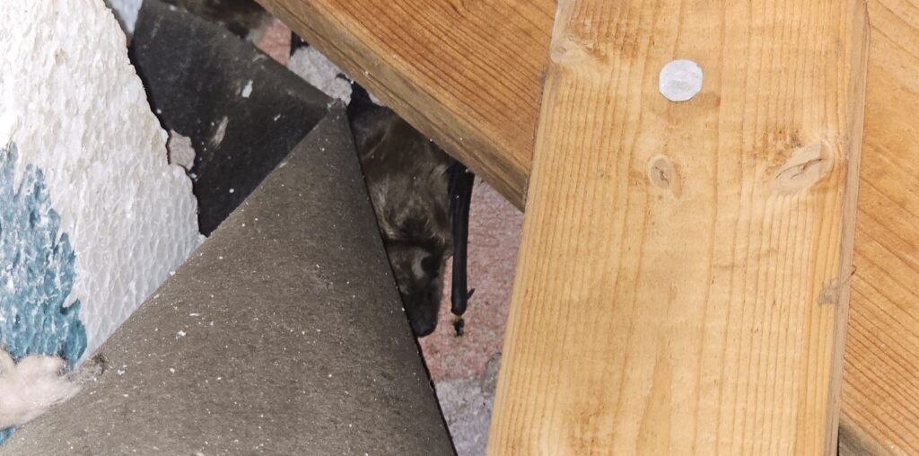 Single Bat Roosting Between Attic Insulation and Wooden Rafter A bat tucked into a narrow gap between attic insulation roll and wooden support framing