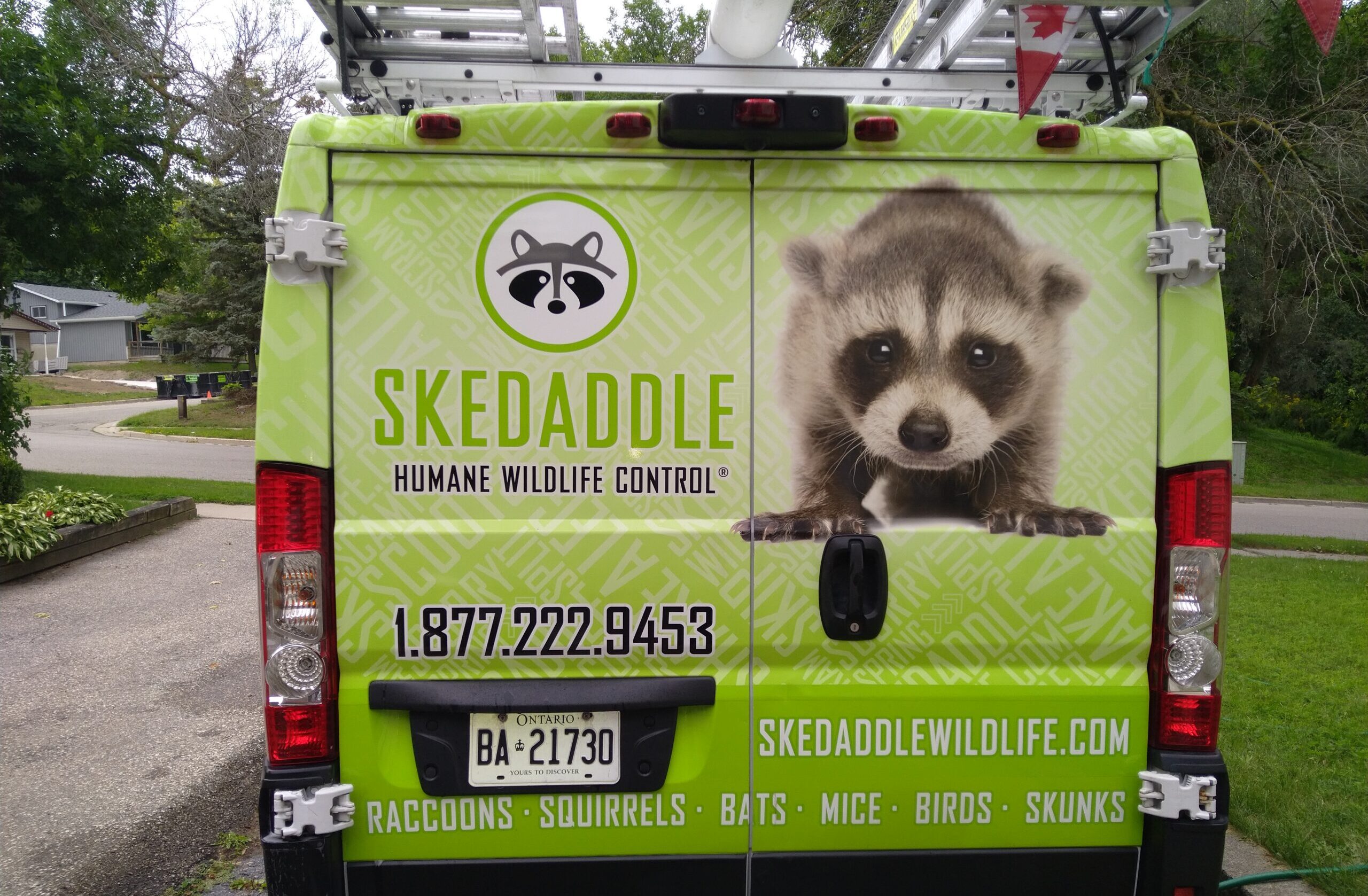 Rear view of a bright green Skedaddle Humane Wildlife Control branded service vehicle parked in a suburban residential driveway