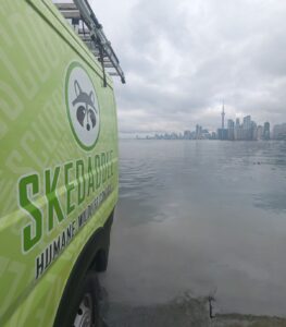 Skedaddle Service Van Overlooking Toronto City Skyline Across Water Side profile of a bright green Skedaddle Humane Wildlife Control van parked by the water overlooking the distant Toronto skyline