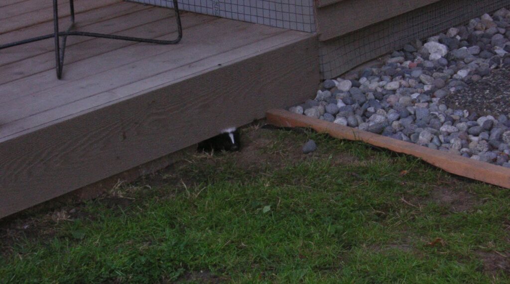 Skunk Peeking Out from Under Wooden Porch Step Gap A striped skunk peeking its head out from a low ground-level gap beneath a wooden deck step next to a grassy lawn