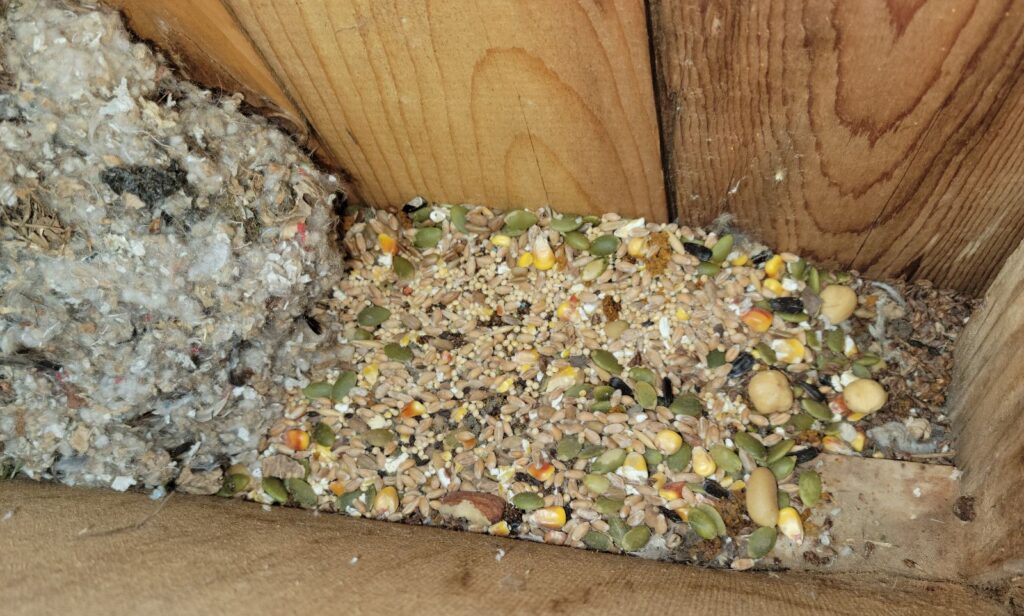 A fibrous squirrel nest beside a large stash of stored seeds, corn kernels, and nuts inside a wooden wall void