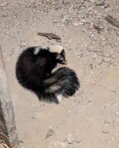 Striped Skunk Curled Up Asleep on Dirt Crawl Space Ground A striped skunk curled into a ball resting on dry dirt and gravel ground inside a crawl space or beneath a shed foundation