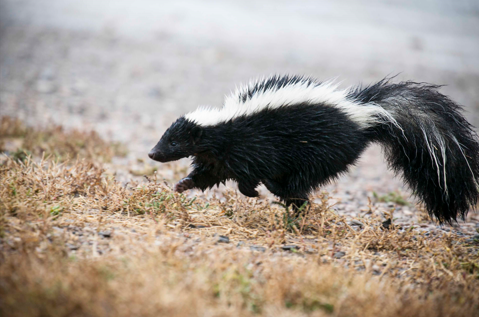 A striped skunk with raised back fur and bushy tail trotting across dry grass and gravel soil