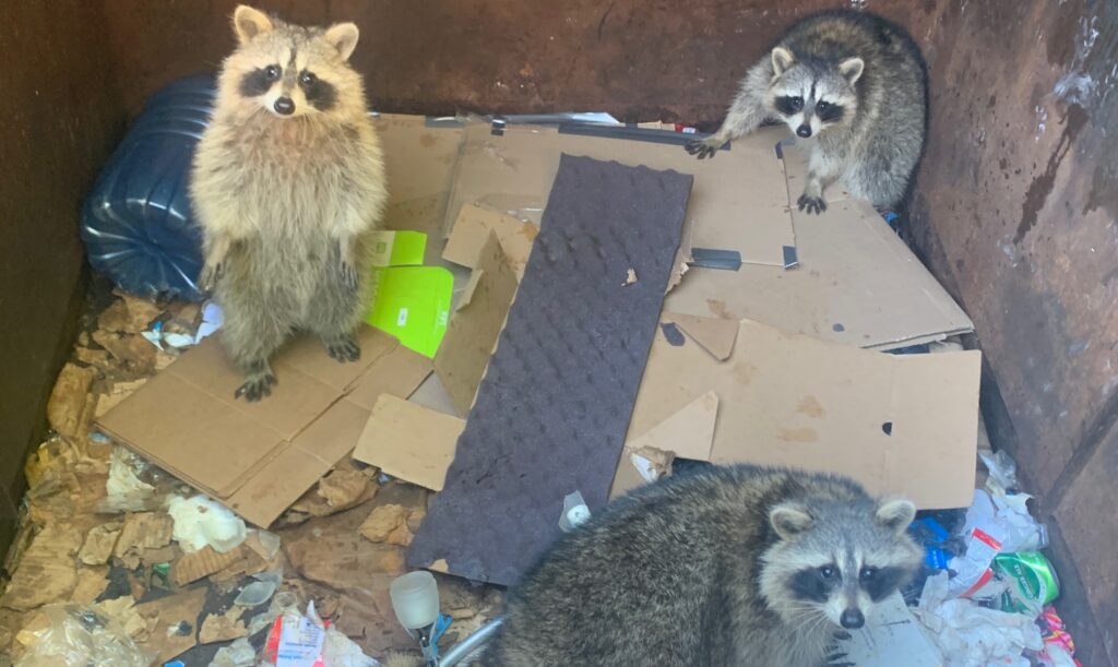 Three raccoons foraging and stranded among discarded cardboard boxes and trash inside a metal dumpster