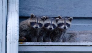 Three young raccoons sitting side by side on a wooden ledge beside a white downspout on a house exterior