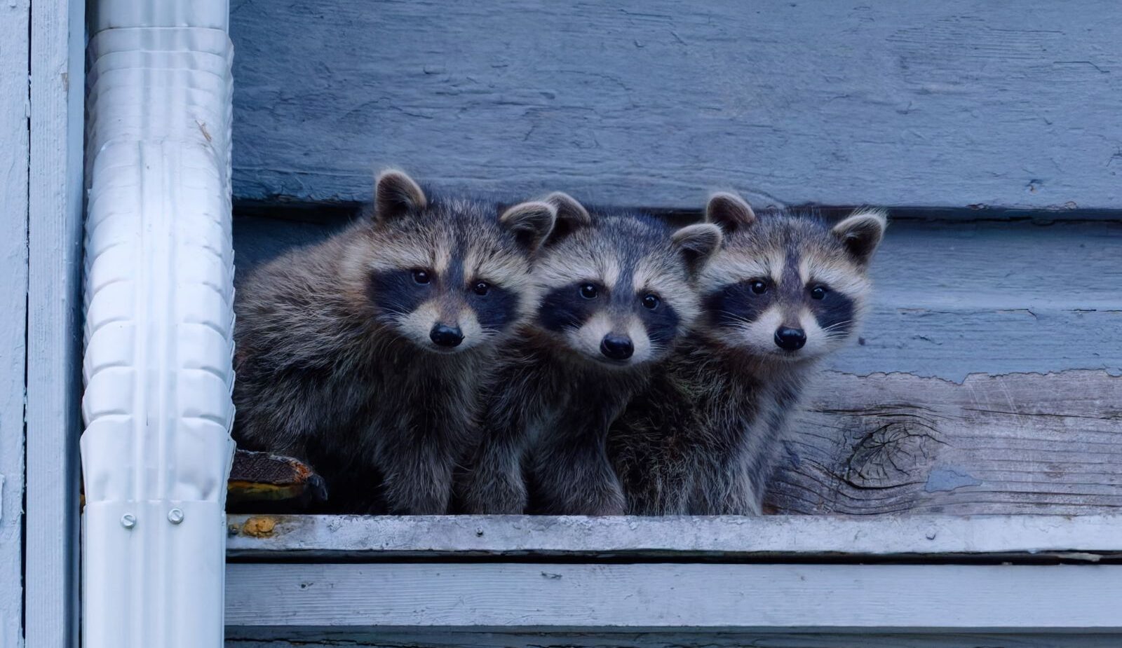 Three young raccoons sitting side by side on a wooden ledge beside a white downspout on a house exterior