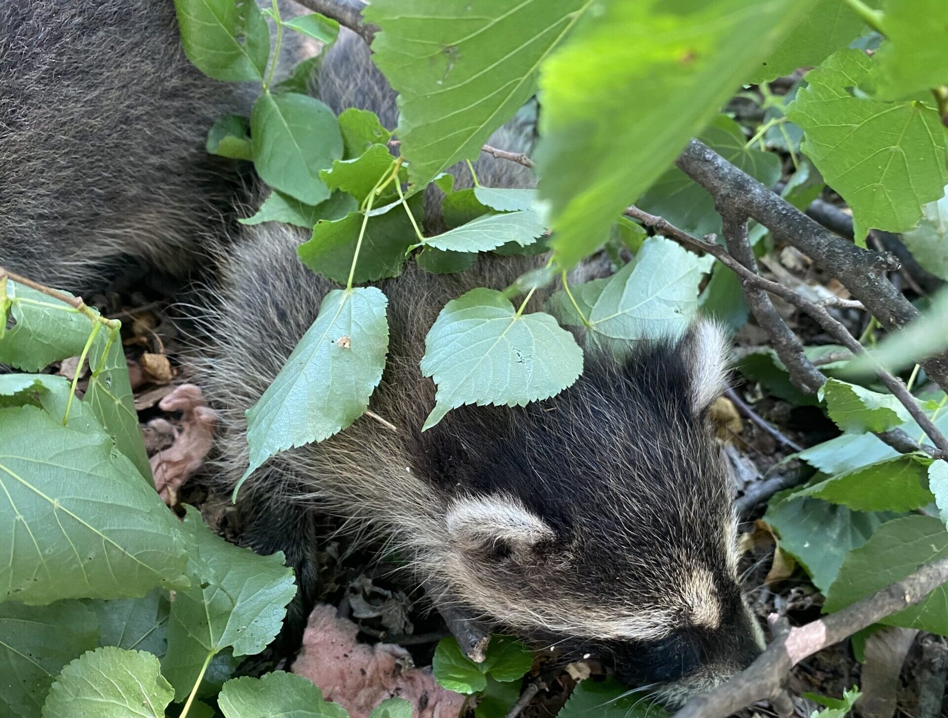 A raccoon camouflaged among green leaves and branches on the forest floor