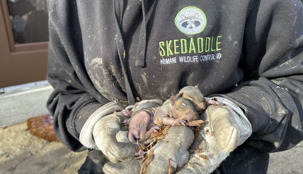 A wildlife control specialist in heavy leather gloves gently holding a litter of tiny newborn baby squirrels retrieved from a nest