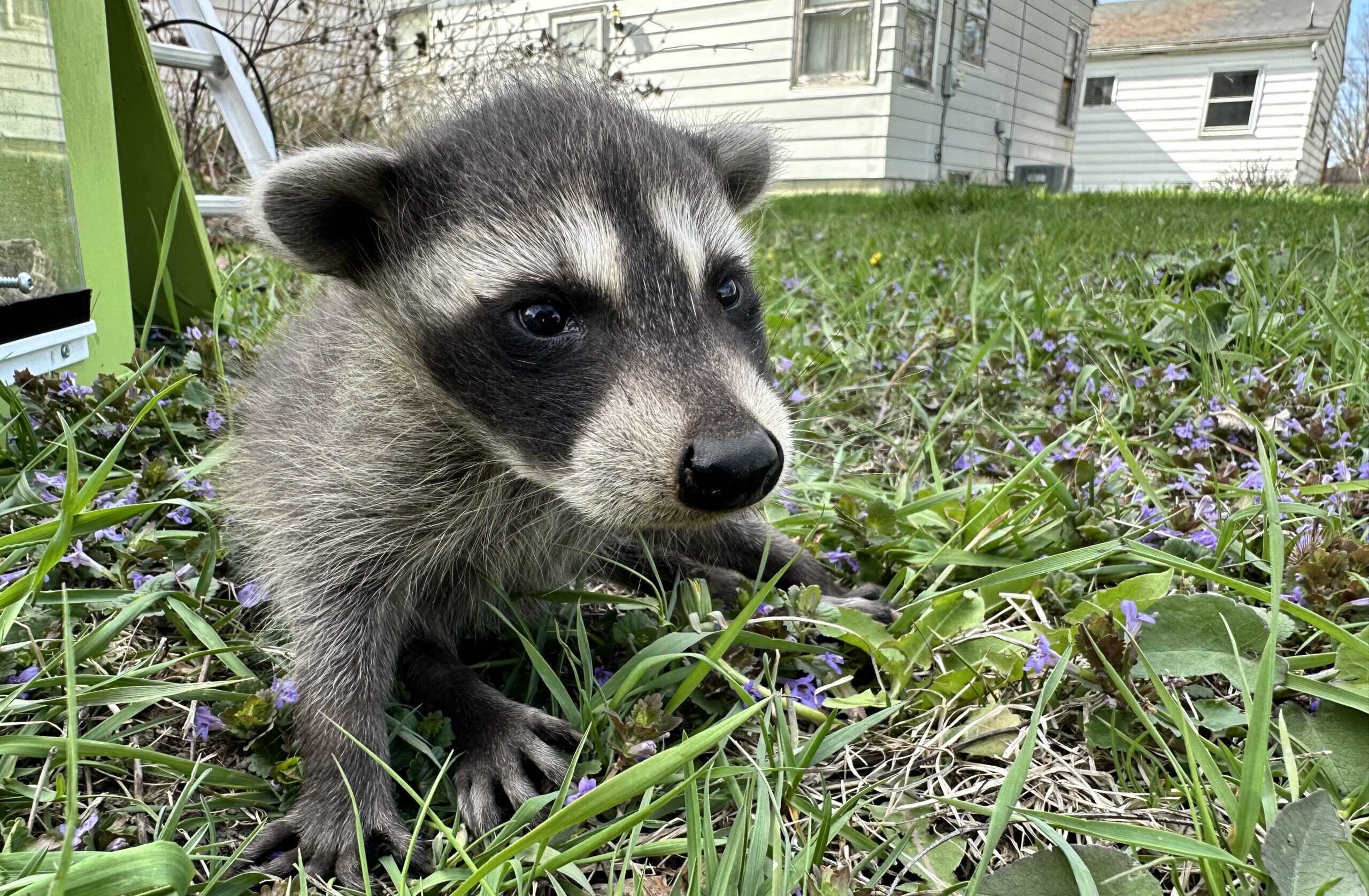 A close-up view of a young baby raccoon sitting in green grass with small purple wildflowers in a residential backyard
