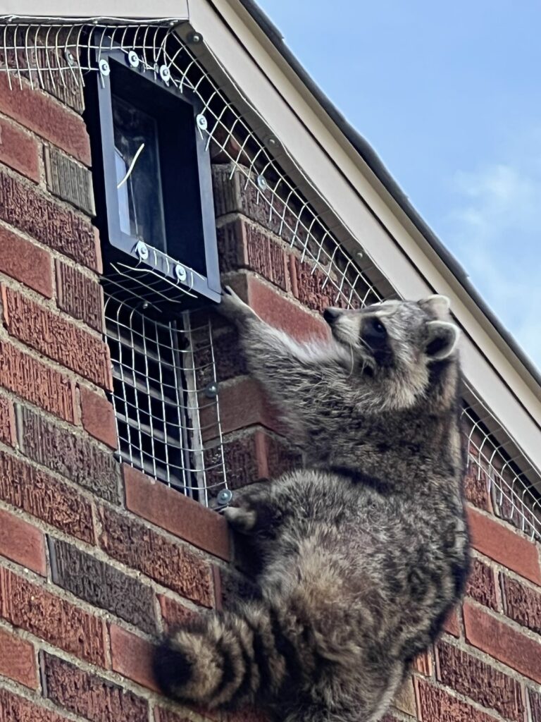 Raccoon climbing a brick wall toward a one-way exclusion door installed over a vent