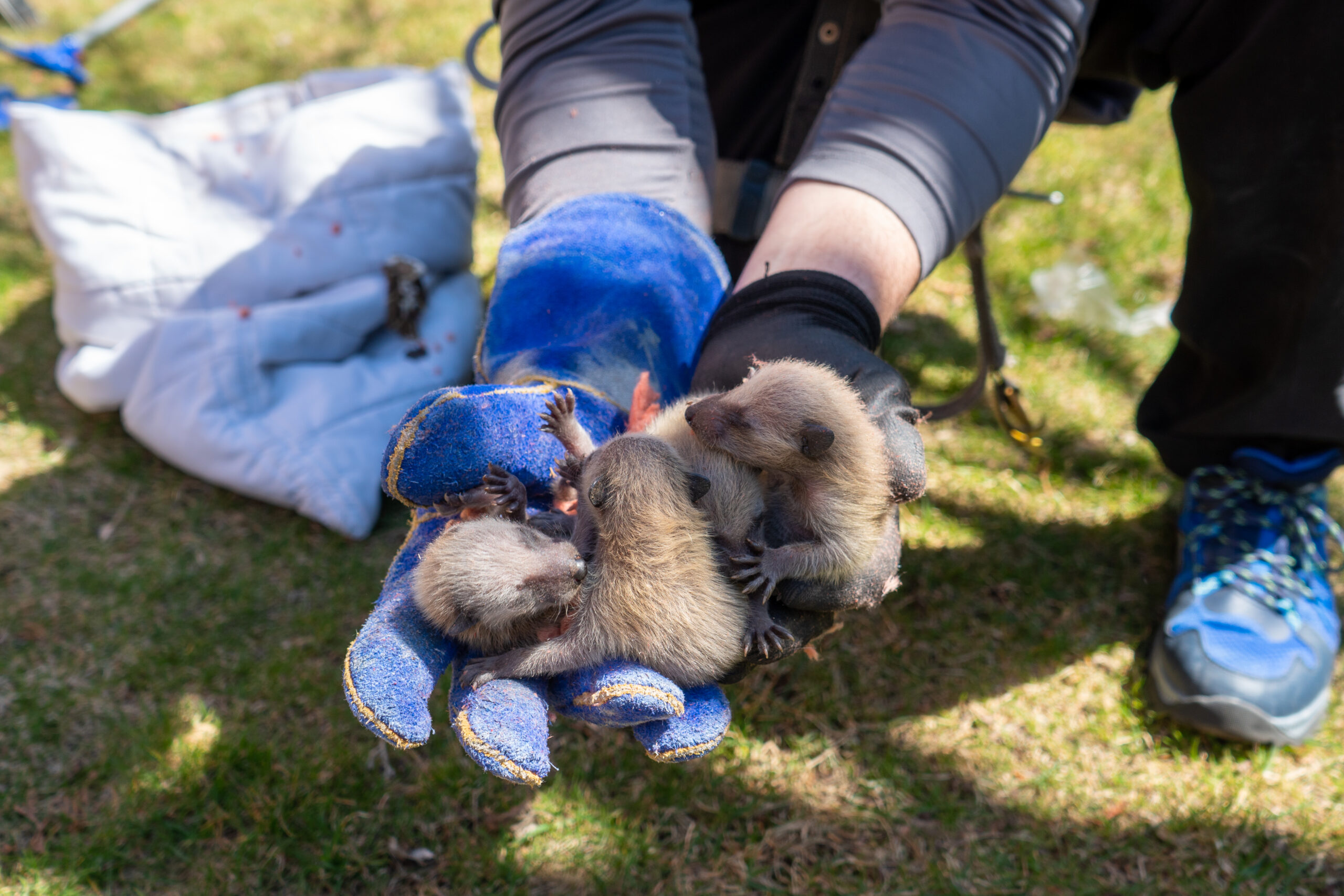 Baby raccoons removed from Guelph home